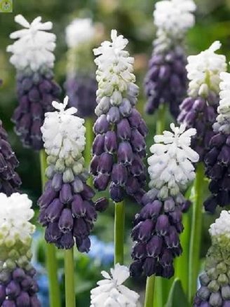 Мускари Грейп Айс (Muscari Grape Ice), 5шт, Color Line