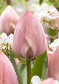 Тюльпан Салмон Ван Ейк (Tulipa Salmon Van Eijk), 10шт, Color Line