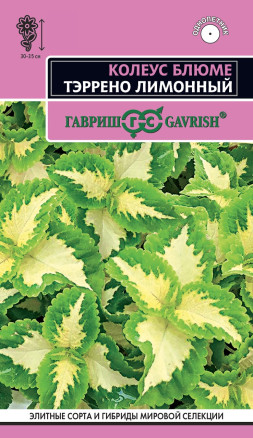 Семена Колеус Блюме Тэррено лимонный, 4шт, Гавриш