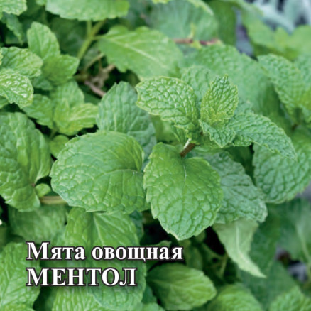 Семена Мята Ментол, 10 000 шт., Гавриш, Гавриш, Фермерское подворье