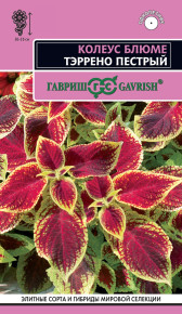 Семена Колеус Блюме Тэррено пестрый, 4шт, Гавриш