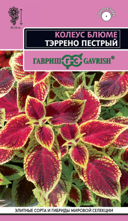 Семена Колеус Блюме Тэррено пестрый, 4шт, Гавриш