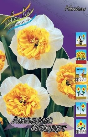 Нарцисс Амадеус Моцарт (Narcissus Amadeus Mozart), 7шт, Color Line