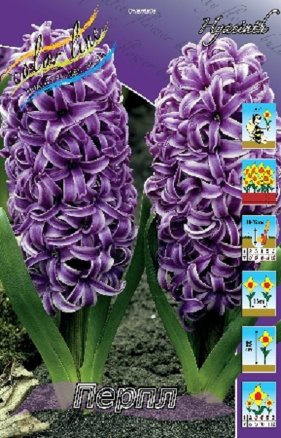 Гиацинт Перпл (Hyacinth Purple), 5шт, Color Line