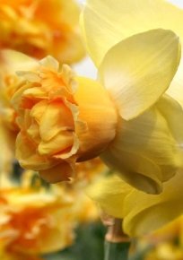 Нарцисс Арт Парфюм (Narcissus Art Perfume), 2шт, Color Line