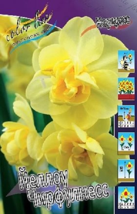 Нарцисс Йеллоу Чирфулнесс (Narcissus Yellow Cheerfulness), 10шт, Color Line