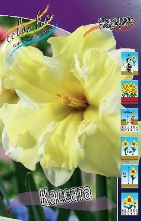 Нарцисс Кассата (Narcissus Cassata), 10шт, Color Line