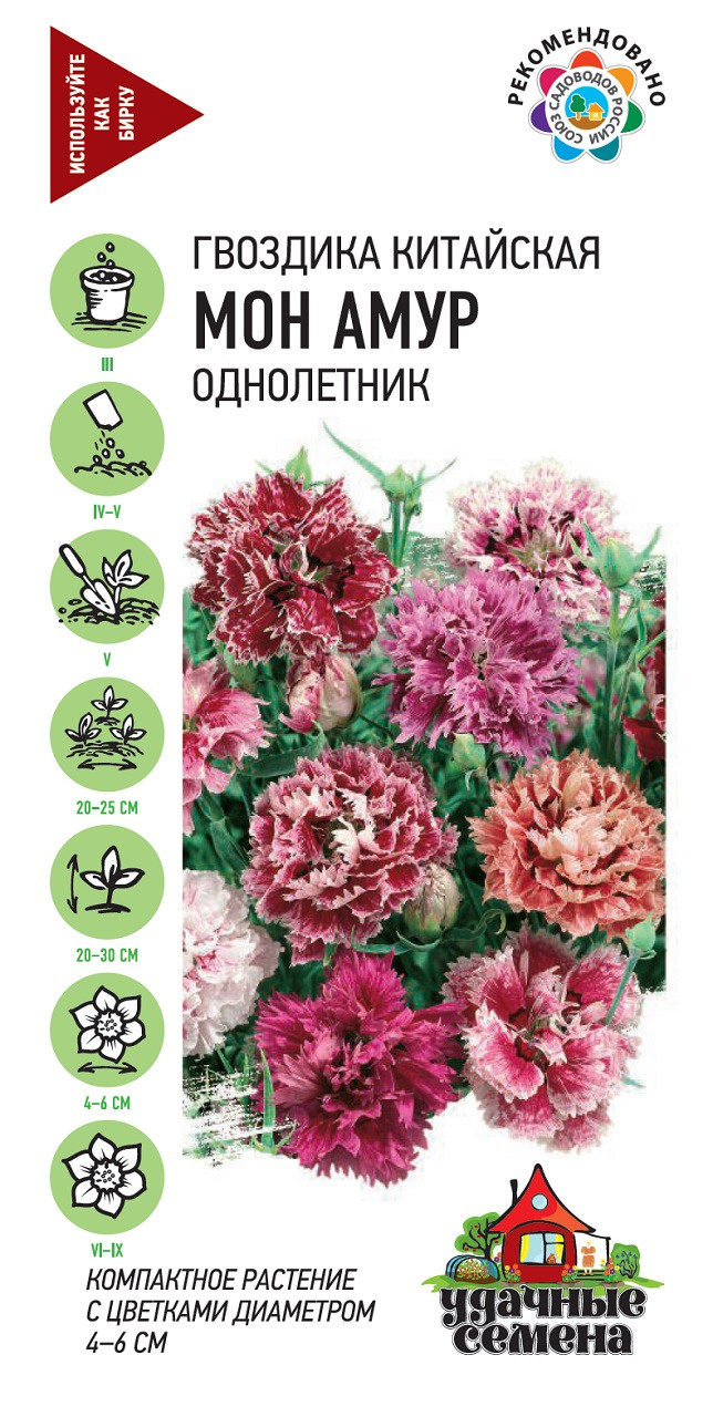 Китайская Гвоздика Семена Купить