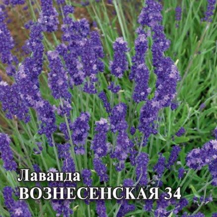 Семена Лаванда Вознесенская 34, 100 шт., Гавриш, Фермерское подворье