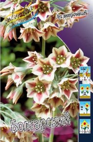 Лук декоративный Болгарский (Allium Bulgaricum), 10шт, Color Line