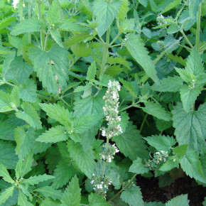 Семена Котовник Кентавр, 100г, Гавриш, Фермерское подворье Семена Котовник Кентавр, 100г, Гавриш, Фермерское подворье