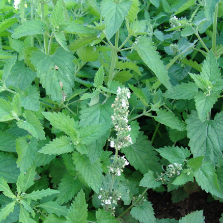 Семена Котовник Кентавр, 100г, Гавриш, Фермерское подворье