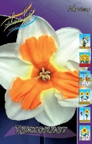 Нарцисс Триколлет (Narcissus Tricollet), 7шт, Color Line