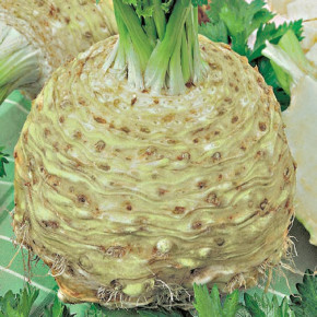 Семена Сельдерей корневой Бодрячок, 5г, Гавриш, Фермерское подворье