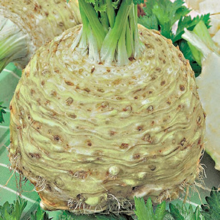 Семена Сельдерей корневой Бодрячок, 5г, Гавриш, Фермерское подворье