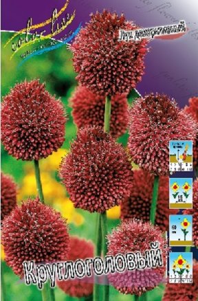 Лук декоративный Круглоголовый (Allium Sphaerocephalon), 10шт, Color Line