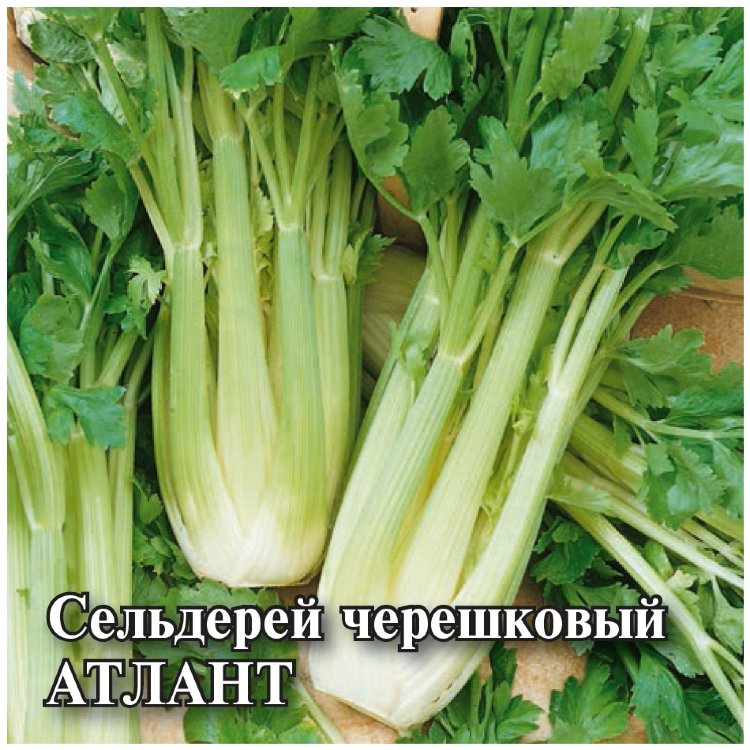 Семена Сельдерей черешковый Атлант, 5г, Гавриш, Фермерское подворье по ...