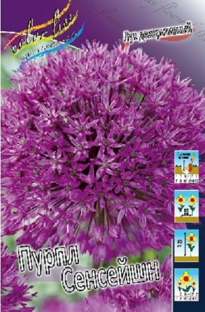 Лук декоративный Пурпл Сенсейшн (Allium Purple Sensation), 5шт, Color Line