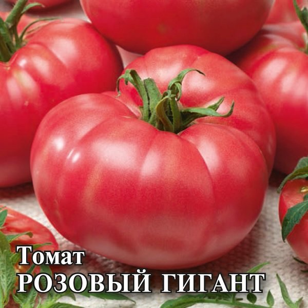 Семена томат гигант купить семена нивяника