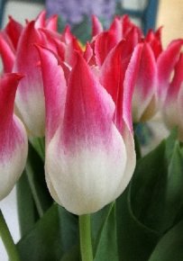 Тюльпан Висперинг Дрим (Tulipa Whispering Dream), 10шт, Color Line