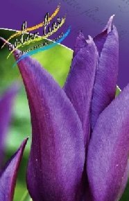 Тюльпан Перпл Дрим (Tulipa Purple Dream), 10шт, Color Line