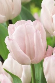 Тюльпан Реджойс (Tulipa Rejoyce), 10шт, Color Line