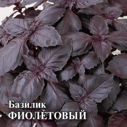 Семена Базилик Фиолетовый, 10г, Гавриш, Фермерское подворье