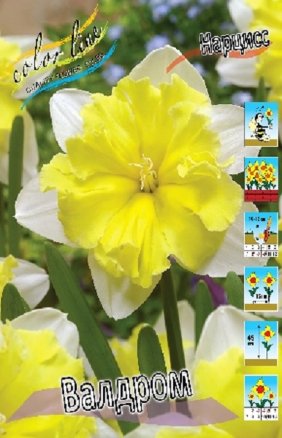 Нарцисс Валдром (Narcissus Valdrome), 10шт, Color Line