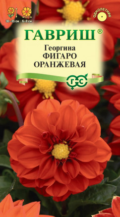 Семена Георгина Фигаро оранжевая, 7 шт, Гавриш, Цветочная коллекция