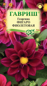 Семена Георгина Фигаро фиолетовая, 7 шт, Гавриш, Цветочная коллекция