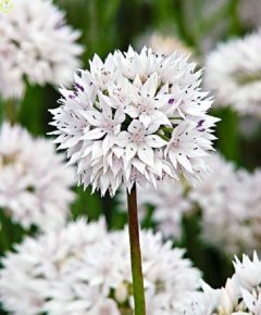 Лук декоративный Грейсфул Бьюти (Allium Graceful Beauty), 10шт, Color Line