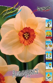 Нарцисс Альтруист (Narcissus Altruist), 5шт, Color Line