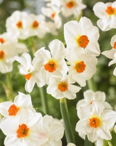 Нарцисс Крэгфорд (Narcissus Cragford), 10шт, Color Line