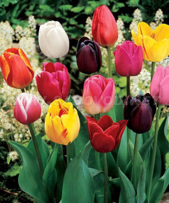 Тюльпан Триумф (Tulipa Triumph), смесь, 10шт, РО