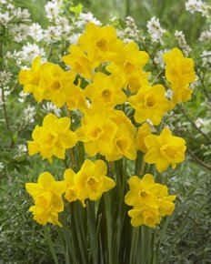 Нарцисс Куэйл (Narcissus Quail), 10шт, Color Line