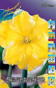 Нарцисс Бельканто (Narcissus Belcanto), 5шт, Color Line