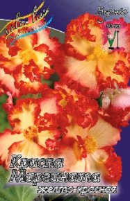 Бегония Криспа Маргината (Begonia Crispa Marginata) желто-красная, 5шт, Color Line
