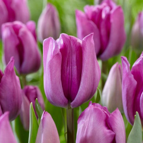 Тюльпан Мэджик Лавендер (Tulipa Magic Lavender), 5шт, РО
