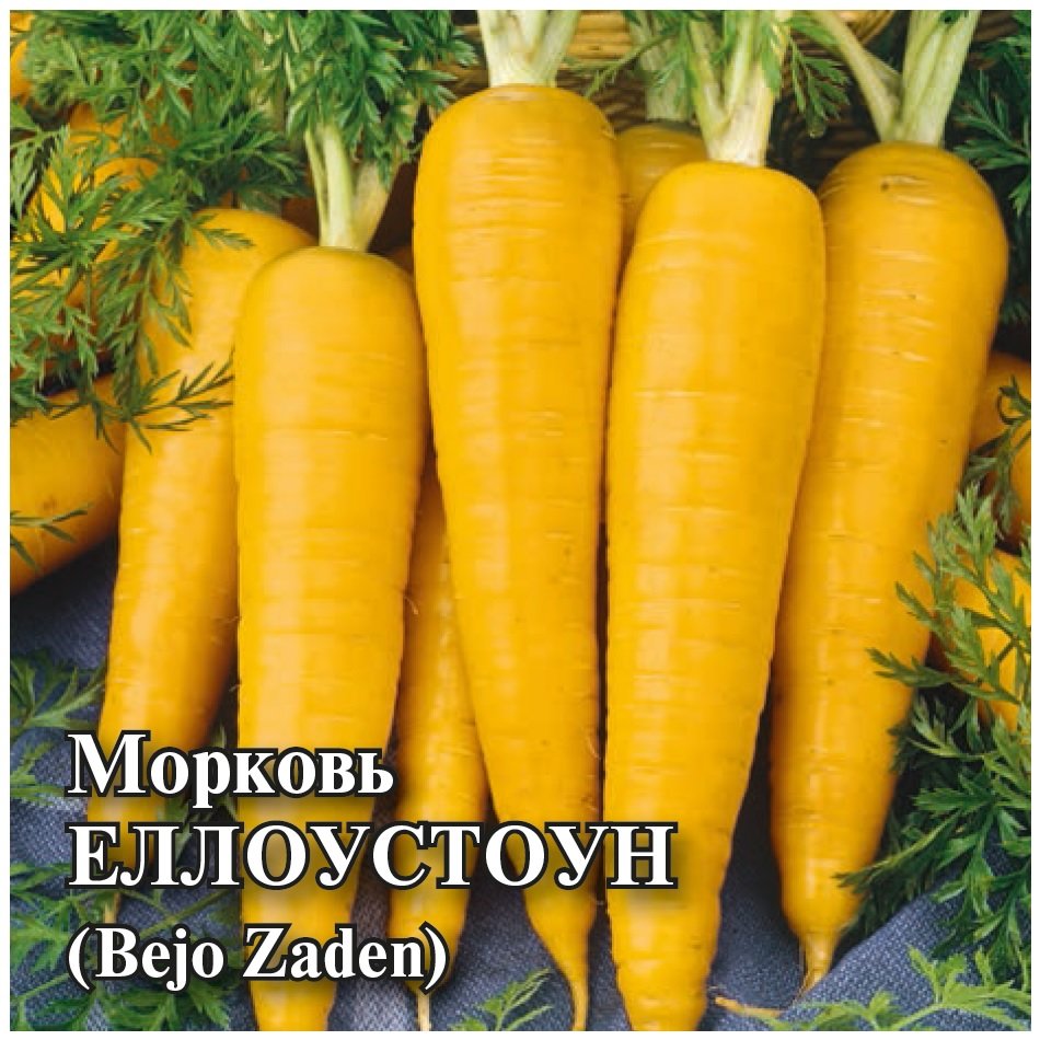 Купить Голландские Семена Морковь