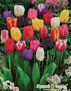 Тюльпан Весенний аккорд (Tulipa Single late mix `De Luxe`), смесь, 10шт, РО