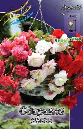Бегония Одората (Begonia Odorata Mixed), смесь, 3шт, Color Line