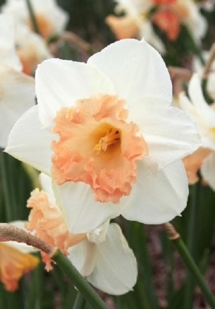 Нарцисс Мон Шери (Narcissus Mon Cheri), 10шт, Color Line