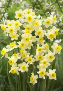 Нарцисс Минноу (Narcissus Minnow), 8шт, Color Line