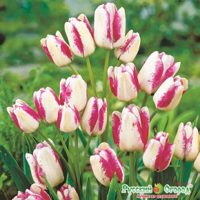 Тюльпан Юбилей НК (Tulipa NK Anniversary), 5шт, РО