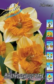 Нарцисс Мондрагон (Narcissus Mondragon), 7шт, Color Line