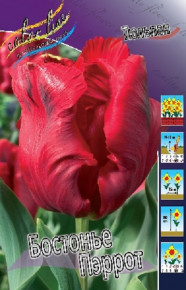 Тюльпан Бастонье Пэррот (Tulipa Bastogne Parrot), 10шт, Color Line