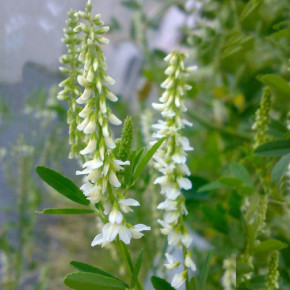 Семена Донник белый Волжанин, 1,0кг, Гавриш