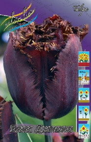 Тюльпан Блэк Джевел (Tulipa Black Jewel), 8шт, Color Line