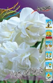 Нарцисс Роуз оф Май (Narcissus Rose of May), 5шт, Color Line