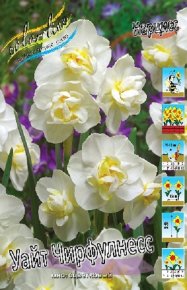 Нарцисс Уайт Чирфулнесс (Narcissus White Cheerfulness), 10шт, Color Line
